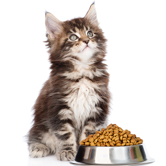 Catnip and Carrot Cat Treats